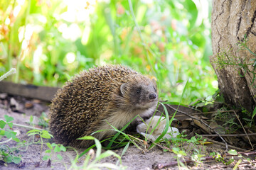 Hedgehog, (scientific name: Erinaceus Europaeus), wild, aboriginal, European hedgehog. Facing forward in natural grass garden habitat. Close up. Horizontally
