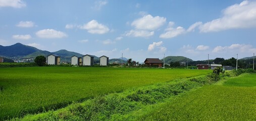 Green rice paddies under the blue sky