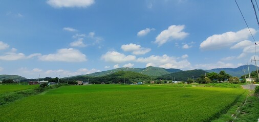 Green rice paddies under the blue sky