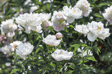Fototapeta premium Herbaceous peony A. L. Perry is a beautiful white elegant flower with a yellow center.