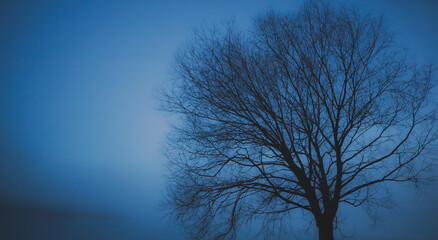 Tree in fog