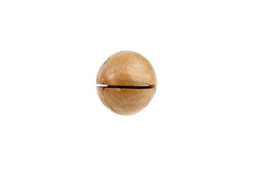 Single macadamia nut in shell isolated on white