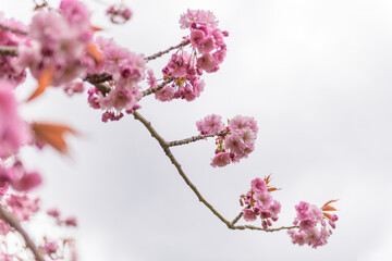 Pink cherry blossom in a tree. Spring season. 