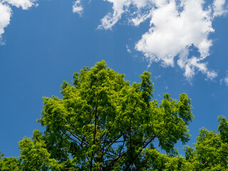 green treetops against the sky
