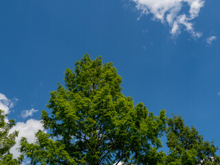 green treetops against the sky