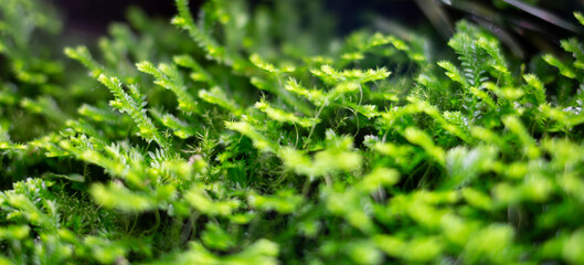 Micro greenery, moss close-up, beautiful and fabulous green background