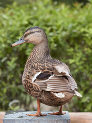Close up portrait of a female wild mallard duck