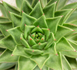 Close-up of a turquoise green cactus. Samples of succulent plants.
