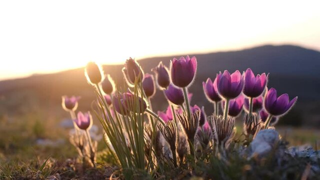 Crocus flowers or primroses in bloom in the mountains, wild crocus meadow, spring flowers blossom