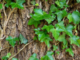 climbing plants on a tree trunk