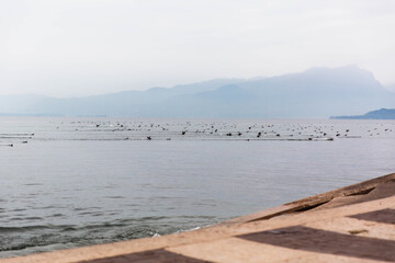 Mass take off of hundreds of ducks, geese and swans from a lake Garda, Italy