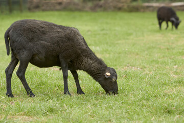 Freshly fleeced black ouessant sheep in the meadow