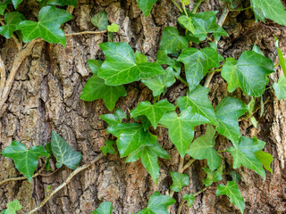 climbing plants on a tree trunk