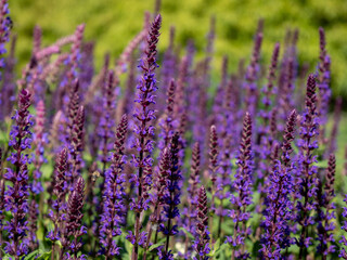 Summer flower bed of beautiful blooming bright purple forest flowers of sage or Salvia nemorosa
