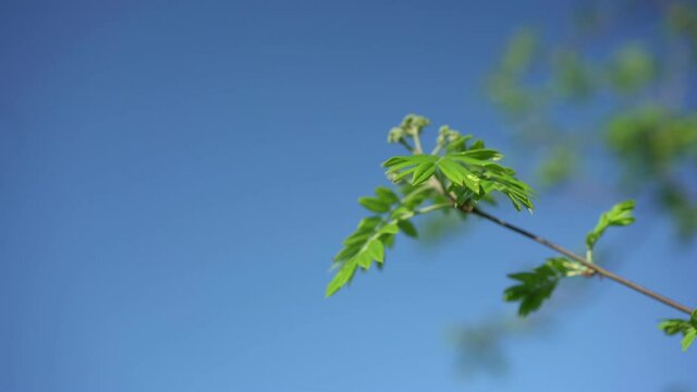 Green colored wild ash rowanberry or sorbus tree leaves swaying with breeze against blue sky