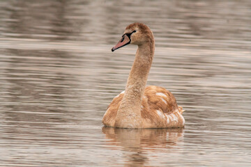 beautiful young brown swan swims on a pond