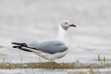 Grey-headed Gull - Chroicocephalus cirrocephalus, beautiful small gull from African and South American lakes, fresh waters and sea shores, lake Ziway, Ethiopia.