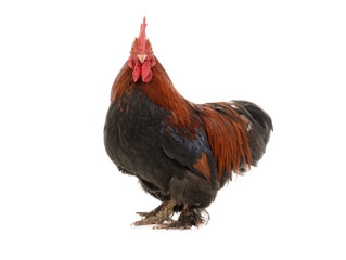 brown rooster isolated on white background