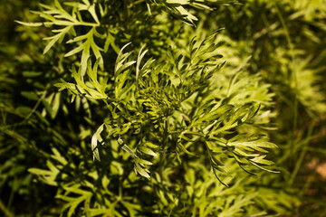 Wormwood leaves on a dark background, beautiful green wormwood for the background, elegant field plant. Artemisia absinthium , absinthe wormwood close up