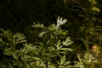 Wormwood leaves on a dark background, beautiful green wormwood for the background, elegant field...