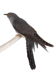 cuckoo isolated on white background