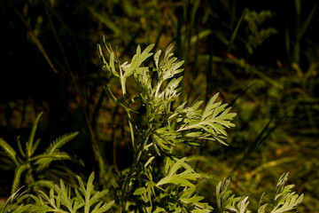 Wormwood leaves on a dark background, beautiful green wormwood for the background, elegant field plant. Artemisia absinthium , absinthe wormwood close up - obrazy, fototapety, plakaty