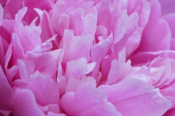 Obraz premium Pink peony flower closeup, peonies floral background, macro peony.