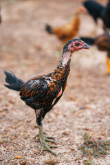 Rooster, Chick, Fighting cock in Thailand. 