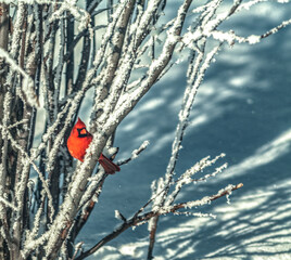 bird on a branch of a tree