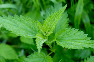Common stinging nettle growing in the forest.