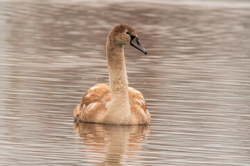 beautiful young brown swan swims on a pond