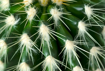 Fototapeta premium Close up of green spiky and fluffy cactus