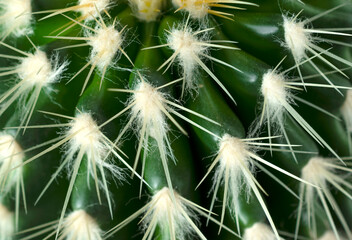 Close up of green spiky and fluffy cactus