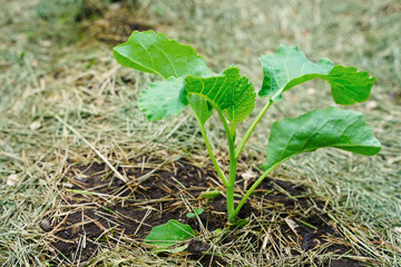 seedling of white cabbage in the beds in spring