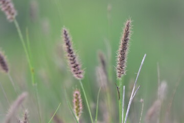 Grass field 