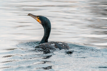 cormorant observes nature and looks for food