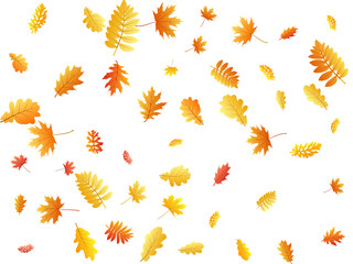Obraz premium Oak, maple, wild ash rowan leaves vector, autumn foliage on white background. Red gold yellow oak dry autumn leaves. Bright tree foliage vector fall season specific background.