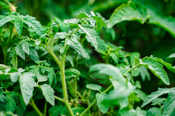 Closeup shot of yellow flower in full bloom of tomato plant growing on tomato plant before...