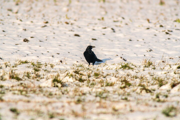 raven observes nature and looks for food