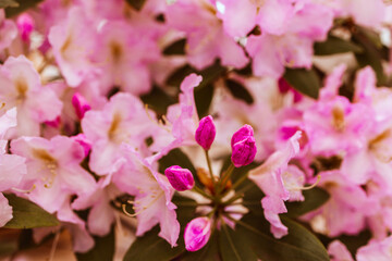 pink rhododendron blooms on bushes in the garden in the park