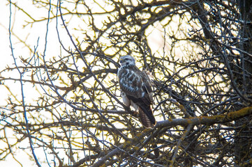 buzzard watches nature and looks for prey