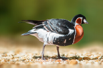 duck observes nature and looks for food