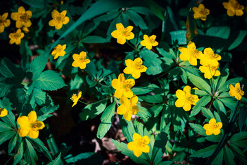 yellow small flowers with dark green grass, natural sunlight
