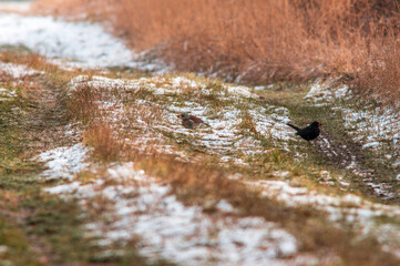 blackbird observes nature and keeps an eye out for food