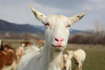Obraz premium white goat staring intently.