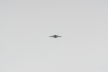 kestrel watches nature and looks for prey