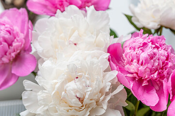 Pink and white pions. Close up of beautiful flowers