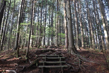 日本の山奥で木漏れ日を撮影