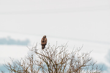buzzard observes nature and keeps an eye out for food