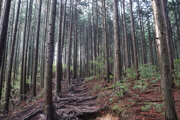 日本の山奥で木漏れ日を撮影